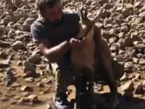 Belinden Sakat Dağ Keçisine Eliyle Su İçirdi