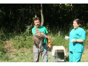 Zayıflıktan Ölmek Üzere Olan Şahini Veterinerler Elleriyle Besledi