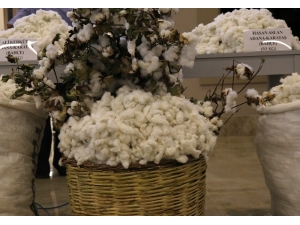 Sezonun İlk Kütlü Pamuğu 50 Liradan Satıldı