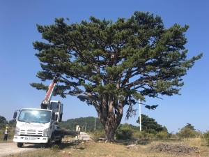 Anıt Ve Tescilli Ağaçlarda Rehabilitasyon Çalışmaları