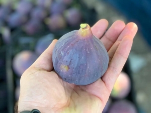 Siyah İncirde Büyükşehir Devreye Girdi, Üreticinin Yüzü Güldü