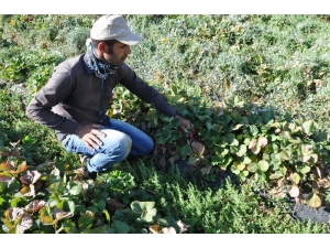 Sason’da Hibeli Çilek Üretimi Sayesinde Tersine Göç Başladı