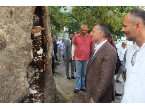 İzmit’in Asırlık Çınarlarının Korunması İçin Akademisyenlerle İş Birliği Yapıldı