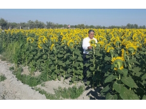 Konya Şeker Ayçiçeği Alım Fiyatlarını Açıkladı