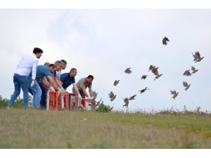 Kocaeli’de Zararlı Böceklerle Mücadele İçin Bin Keklik Doğaya Salındı