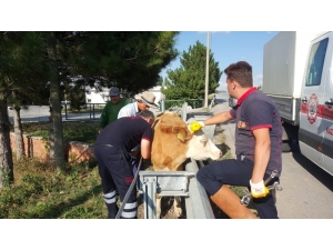 Bariyerlere Sıkışan İneği İtfaiye Kurtardı