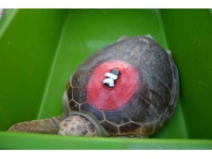 Tedavileri Tamamlanan Caretta Carettalar Denize Bırakıldı