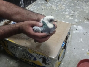 Kars’ta Jandarma Kaçak Avcıları Suçüstü Yakaladı