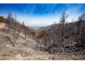 Tema’nın İzmir İçin Başlattığı Fidan Kampanyasına Akfen’den Destek