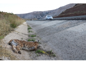 Sivas’ta Koruma Altındaki Vaşağa Otomobil Çarptı