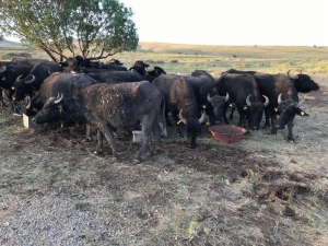 Yüksekova’da Manda Dağıtımı