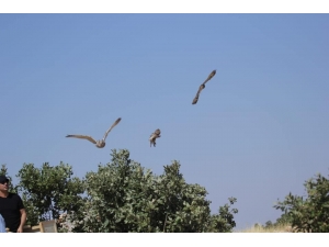 Tedavileri Tamamlanan Kuşlar Doğaya Salındı