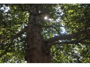 Harput’un 3 Asırlık Çınarı, Herkes Gözü Gibi Bakıyor
