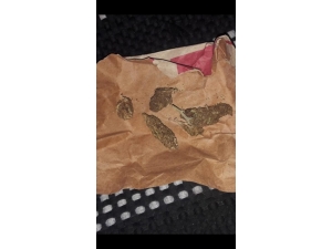 Niğde’de Uyuşturucu Operasyonu