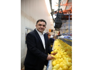 Narenciyede Yüzde 70 Rekolte Düşüklüğü Bekleniyor