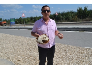 Çevre Yolunda İlginç Görüntü