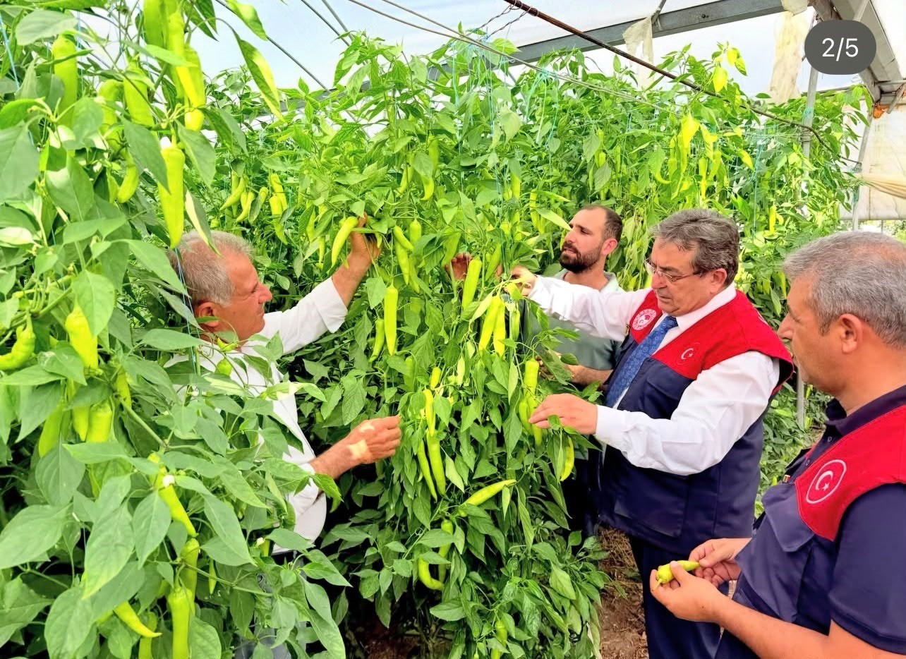 mersin-de-kapya-biber-uretimi-yerinde-incelendi