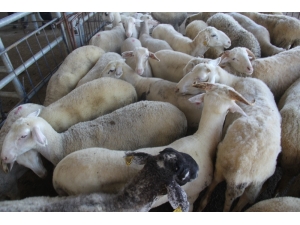 Afyonkarahisar Küçükbaş Hayvan Sayısında Ege’de 1’inci Sırada