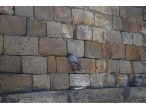 Kervansaray Duvarına Sıkışan Güvercin Kurtarıldı