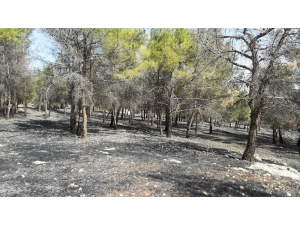 Karadağ Ormanlık Alanda Yangın Paniği