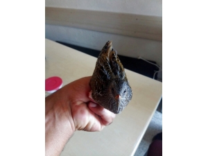 Yaralı Bıldırcın Kılavuzu Kuşu Tedavi Altına Alındı