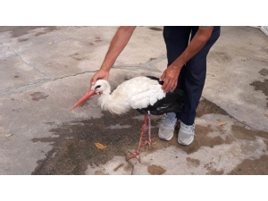 Macaristan’da Halkalanan Leylek Soma’da Ortaya Çıktı