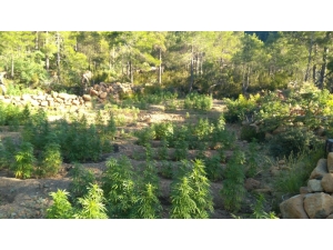 Samandağ’da 3 Bin Kök Hint Keneviri Ele Geçirildi