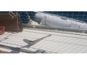 Kaş’ta Vantuz Balığı Yakalandı