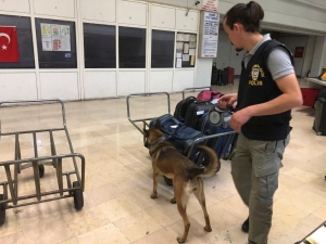 Dedektör Köpekler Aşti’yi Didik Didik Etti