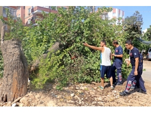 Gölgesine Sığınılan Dut Ağacı, Otomobilin Üzerine Devrildi