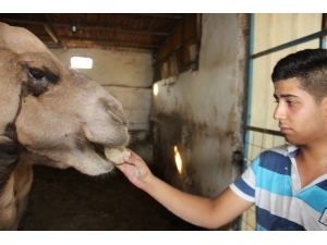 Lise Öğrencisi Tatilini Develere Ayırdı