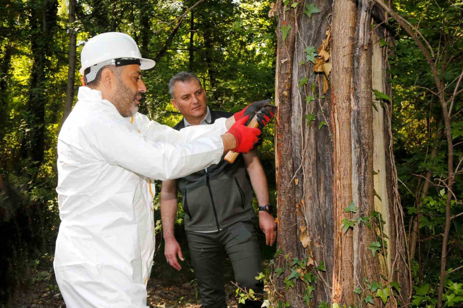 mugla-daki-sigla-ormanlarindan-1-ton-sigla-yagi-uretimi-bekleniyor