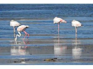 Alaçatı’ya Kuş Gözlem Parkuru Yapılacak