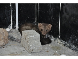 Kars’ta Tedavisi Tamamlanan Kaya Sansarı Doğaya Bırakıldı