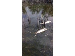 Afyonkarahisar Eber Gölü’nde Yaşanan Balık Ölümleri