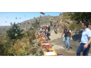 Ordu’da Bin Kınalı Keklik Doğaya Salındı