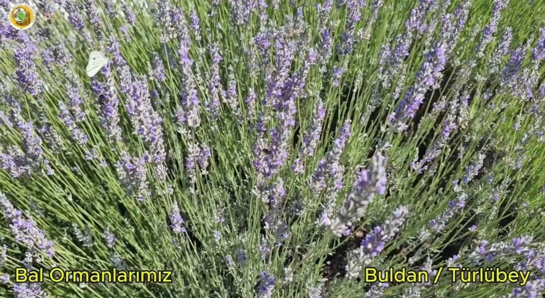 buldan-da-yanginin-izleri-silinen-44-hektarlik-alandan-adeta-bal-damlayacak