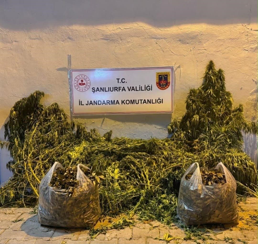 sanliurfa-da-625-kok-kenevir-ele-gecirildi