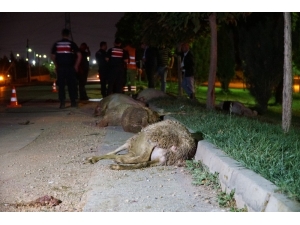 Otomobil Koyun Sürüsüne Daldı: 2 Yaralı