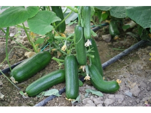 Ağustos’un Zam Şampiyonu Salatalık Oldu