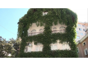 4 Katlı Bina Sarmaşıkla Kaplanınca Bir Anda İlgi Odağı Haline Geldi