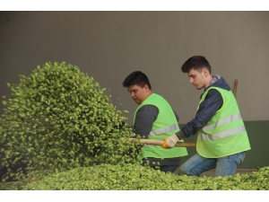 Bu Ot Şifa Dağıtıyor