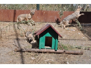 Kars’ta Tedavileri Tamamlanan Çakallar Doğaya Bırakıldı
