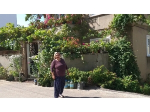 Evinde 500 Saksı Çiçekle Yaşıyor