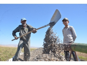 Elbistan’da ‘Siyah Altın’ Hasadı Başladı