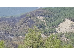 Kaş’ta Orman Yangını Söndürüldü
