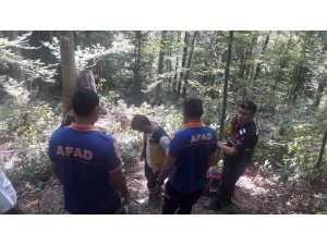 Devrilen Ağaç Ölüme Neden Oldu