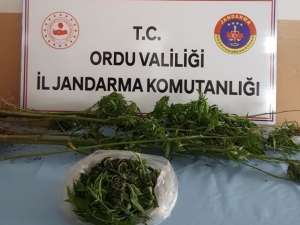 Ordu’da Uyuşturucuya Geçit Yok