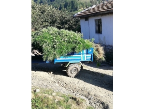 Samsun’da 10 Kilo Kubar Esrar İle Bin 658 Kök Kenevir Ele Geçirildi