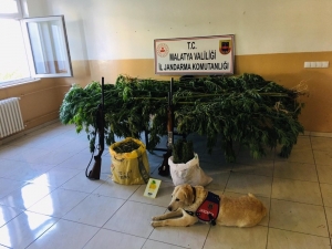 Malatya’da 2 Bin 20 Kök Kenevir Ele Geçirildi